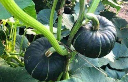 北美网红吃瓜事件视频大全,盘点那些爆笑、惊悚、感人的瞬间