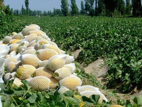 瓜州能不能免费吃瓜,免费瓜果盛宴，尽享甜蜜时光  第3张