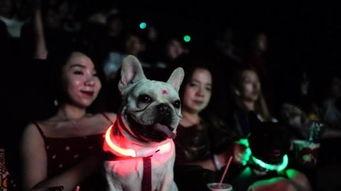 狗狗影视在线观看,在线观看，欢乐无限  第2张